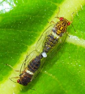 Mating pair of Paurocephala psylloptera (Mulberry Psyllid) photo